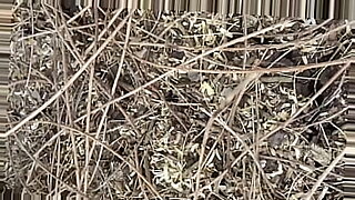 hardcored-in-jungle